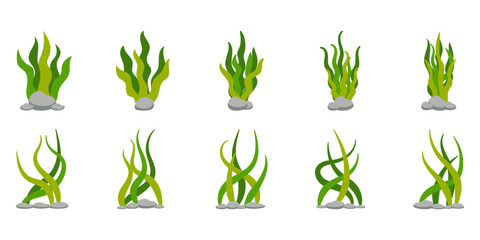 Seaweed Illustration