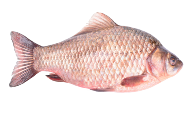 Crucian fish isolated on a white background