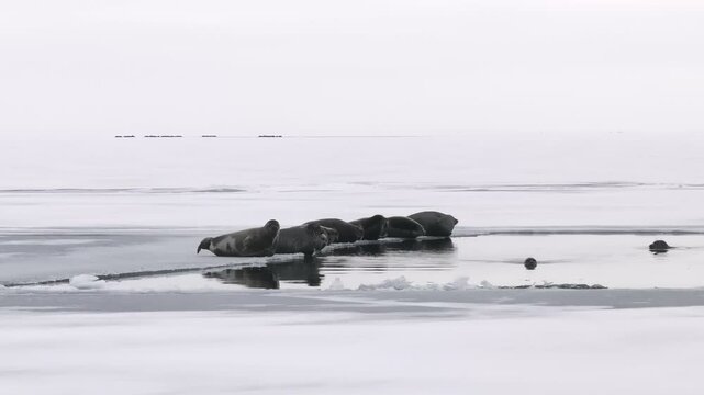 A group of seals lies on the ice near a polynya with water