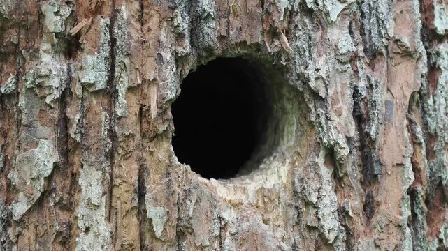 junge Buntspechte in der Bruth&ouml;hle werden versorgt