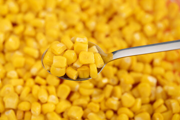 Sweet corn kernels. Sweet yellow canned corn. Fresh corn kernels. Slowly rotating in a circle	