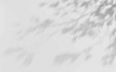 Shadow overlay from a tree branch isolated on a transparent background.