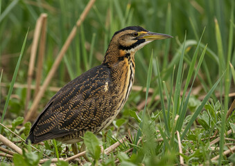 great blue heron ardea cinerea