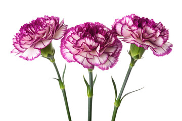 Three purple and white carnations isolated on transparent background