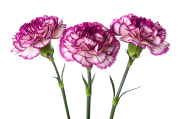 Three purple and white carnations isolated on transparent background