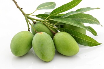 Fresh green mangoes on branch with leaves isolated on white background