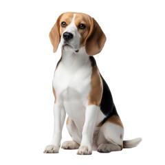 Adorable beagle dog sitting isolated on transparent background