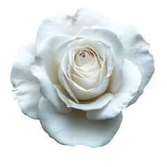 Elegant White Rose Isolated on Transparent Checkerboard Background