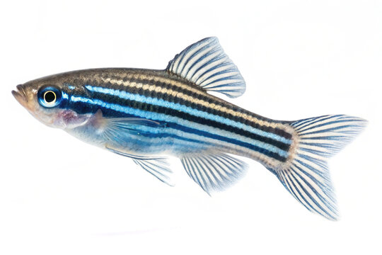 Striped danio fish image white graphics isolated on white background