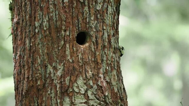 junge Buntspechte in der Bruth&ouml;hle werden versorgt