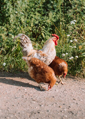 White Rooster and hens on grass