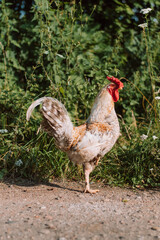 white rooster in the grass