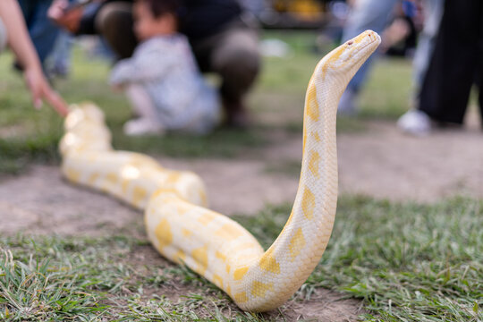 A stunning yellow Burmese python is sprawled across a vibrant green lawn, its sleek, golden scales gleaming under the sunlight. The intricate patterns on its body showcase the natural beauty