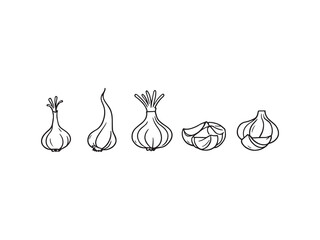 Garlic line art vector