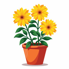 Obraz premium Vibrant potted chrysanthemums blooming against a white background, beauty