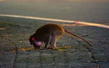 Monkey eating vomited food