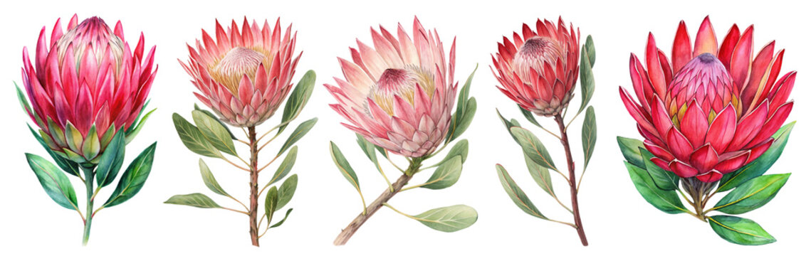 Watercolor King Protea Flowers Set Png, Exotic African Flower Vibrant Botanical Protea Bloom Clipart