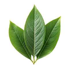 Obraz premium Green Leaves Isolated on Transparent Background for Graphic Design