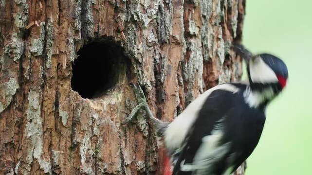 junge Buntspechte in der Bruth&ouml;hle werden versorgt