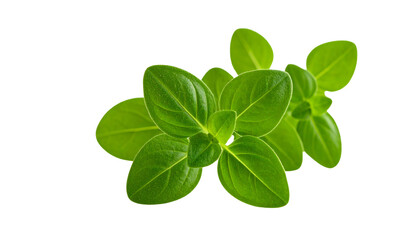 oregano isolated on transparent background
