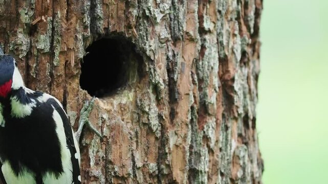 junge Buntspechte in der Bruth&ouml;hle werden versorgt