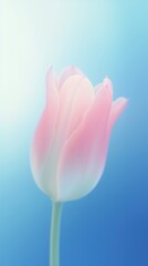 Blurred gradient PinkTulip tulip blossom flower.