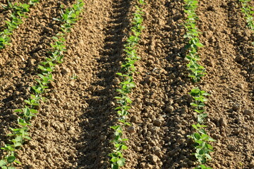 Sojabohnen, Glycine maximus,  Glycine max