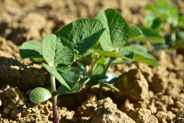 Sojabohnen, Glycine maximus,  Glycine max