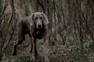 Portrait of a gray weimrunner dog ,turning his head and looking at the camera