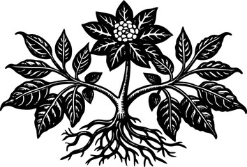 Medicinal plant Shatavari, shatavari root. Vintage engraving  linocut vector