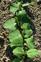 Sojabohnen, Glycine maximus,  Glycine max  im  2-4-6  Blattstadium