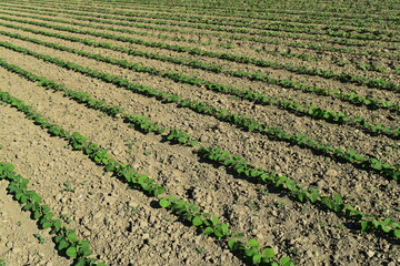 Sojabohnen, Glycine maximus,  Glycine max  im  2-4-6  Blattstadium