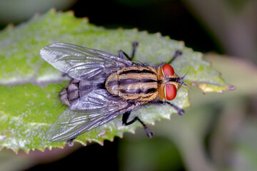 Flesh Fly (Sarcophagidae sp.) - Golden-Toned Fly with Red Eyes on Leaf