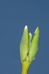 Sojabohnen, Glycine maximus,  Glycine max