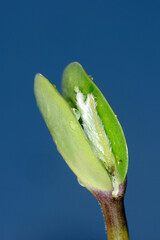 Sojabohnen, Glycine maximus,  Glycine max