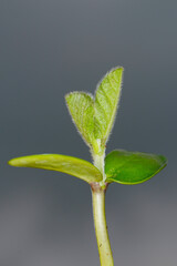 Sojabohnen, Glycine maximus,  Glycine max