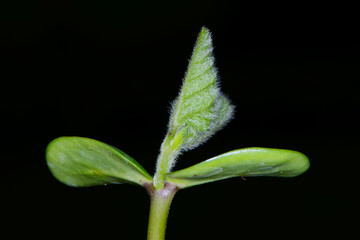 Sojabohnen, Glycine maximus,  Glycine max