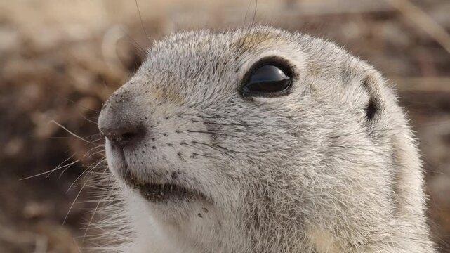A super close-up portrait of funny gopher poses for the camera, slow motion