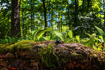 Wald Idylle. Boden nahe Perspektive.