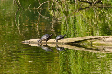 two turtles are resting on the log in the water on a sunny day