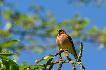 male chaffinch perching on a tree twig close-up