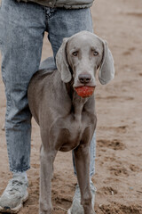 Portrait of a gray weimrunner dog ,turning his head and looking at the camera
