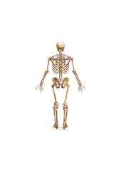 skeleton provides the necessary scaffolding to maintain an organism's shape and resist the forces of gravity, allowing skeleton to stand upright or maintain its form in water. Without a skeletal struc