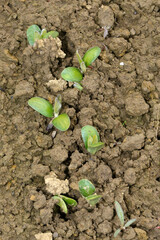 Sojabohnen, Glycine maximus,  Glycine max im Keimblattstduim bis 2-Blattstadium