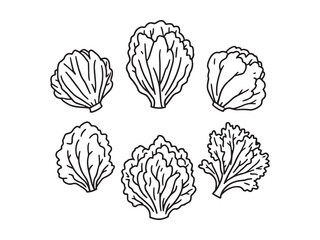 Lettuce line art illustration
