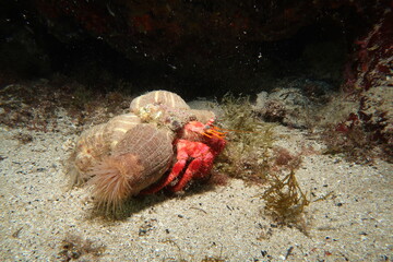 Dardanus calidus