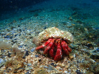 Dardanus calidus