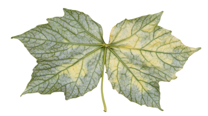Close-up of a variegated leaf, showing intricate vein patterns and a palette of pale green and yellow hues isolated on transparent or white background. Generative ai