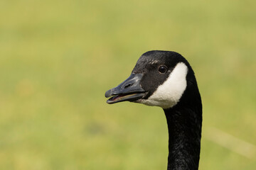 A closeup profile head and neck image of a Canada goose against a defocused background.