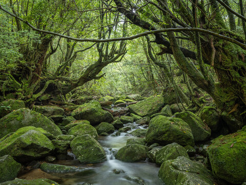 Moss forest, Yakushima Island, Japan